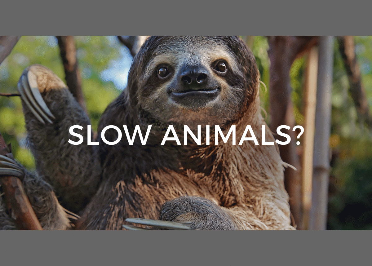 Sincro Slow